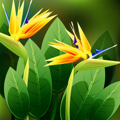 Beautiful spring flowers Strelitzia Reginae. Cards or your design with space for text.