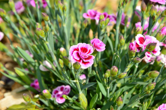 Fototapeta Dianthus caryophyllus Pink Kisses in the garden with sun light.  Pink and purple flower