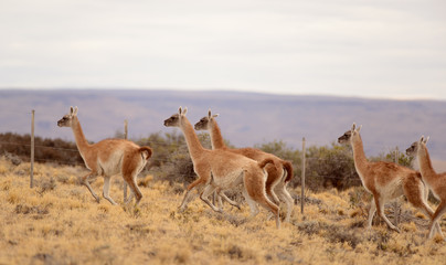 Naklejka premium Guanacos Salvajes en los Campos de Patagonia 