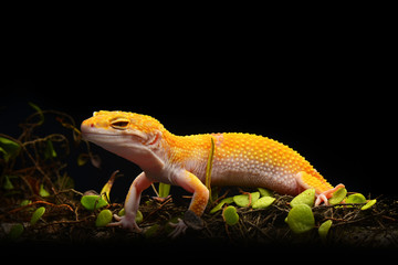 Smiley leopard Gecko Macro Photos