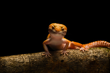 Smiley leopard Gecko Macro Photos