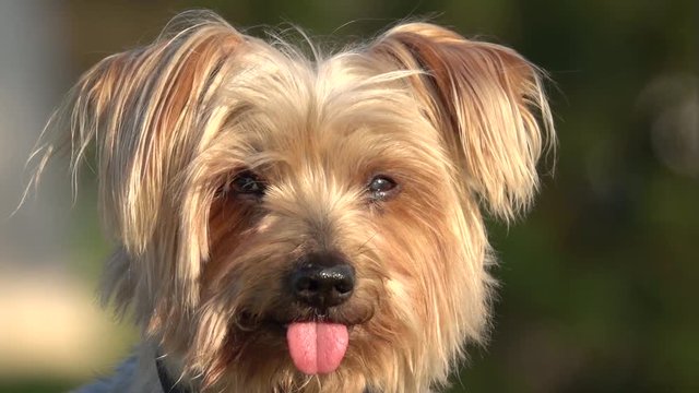 Dog portrait Sticking Out His Tongue blurred background Yorkshire Terrier doggie. Handheld Footage casual warm colors sunset