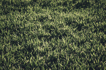 Green grass during sunset