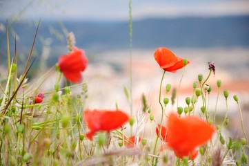 Obraz premium Red poppy flowers on a colored background