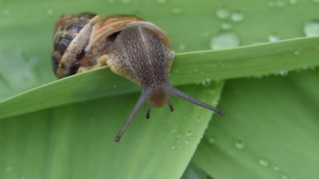 Slow moving of snail on a leaf
