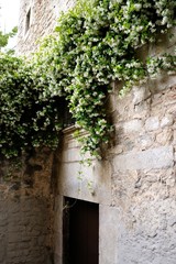 Fototapeta na wymiar Jasmine bush with small white flowers on the stone wall of the building.