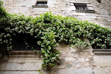 Fototapeta na wymiar Jasmine bush with small white flowers on the stone wall of the building