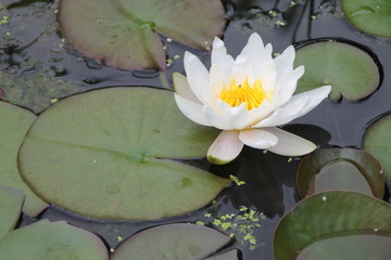 Sommerlicher Garten