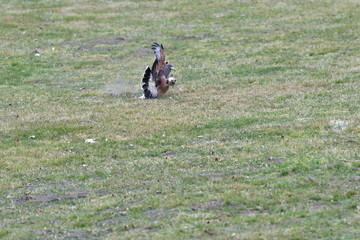bird of prey hunting for his victim on the grass predatory bird