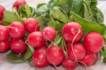 Links of fresh red organic radishes, Raphanus raphanistrum subsp. sativus 