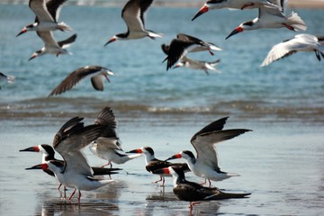 groupe d'oiseau, Isla Juan Venado, Nicaragua