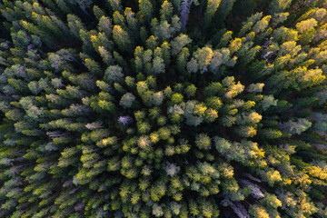 Aerial view of green taiga forest aka boreal forest
