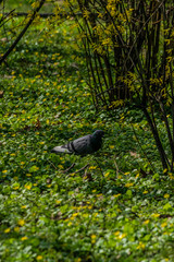 Pigeon in spring time