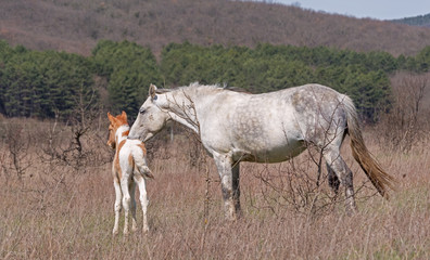 horse and foal