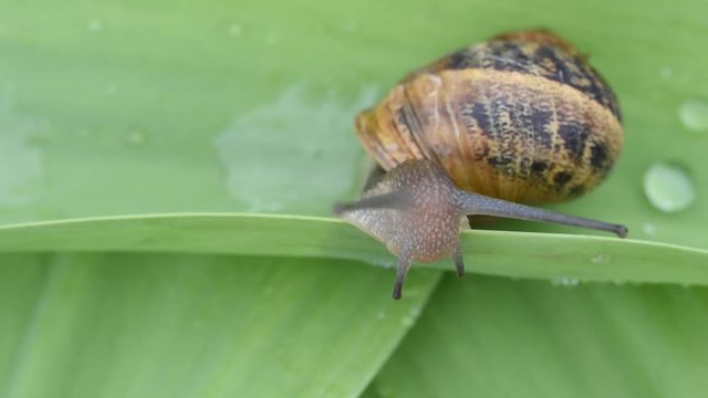 Slow moving of snail on a leaf