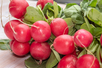 Links of fresh red organic radishes, Raphanus raphanistrum subsp. sativus 