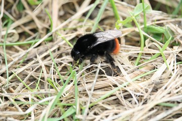 Bourdon des prés