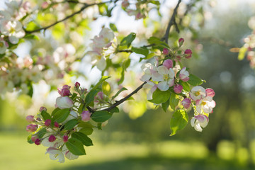 closeup blossoming apple tree with pink flowers in a garden