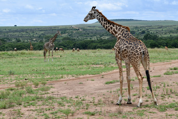 Giraffen