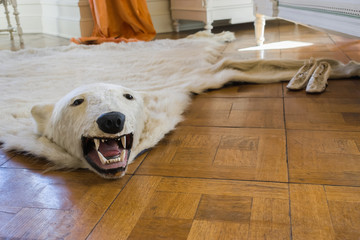 Ice Bear Carpet Castle Drachenfels Interior Hunting Trophy Decadence Wild Copy Space Background
