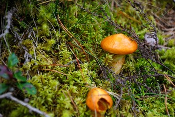 Yellow mushrooms in the forest. The snail sits on the mushroom.