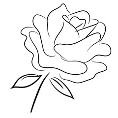 A perfect rose drawing
