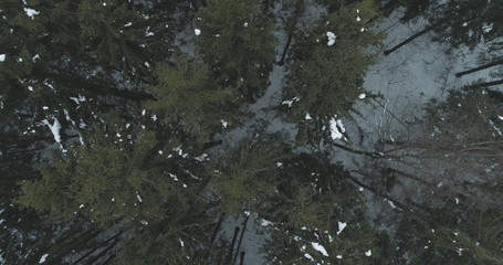 Aerial top view over winter fir forest