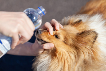 first aid with a water bottle on dogs eyes