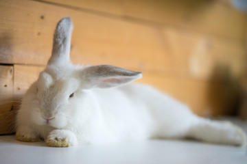 Rabbit in the cafe. Animal background.