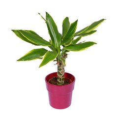 Dracaena