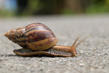A snails walking on concrete ground.