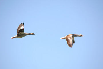 gray goose in the air