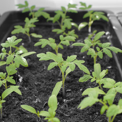 Close-up of tomato seedlings in a box, close-up
