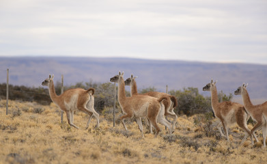 Guanacos Salvajes en los Campos de Patagonia 