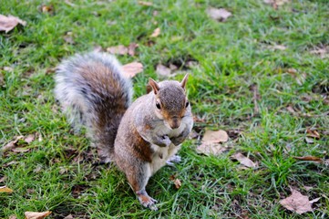 Grey squirrel in the park.