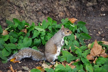 Naklejka na ściany i meble Grey squirrel in the park.