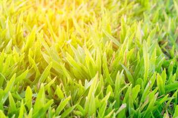 the sunshine on green grass background texture
