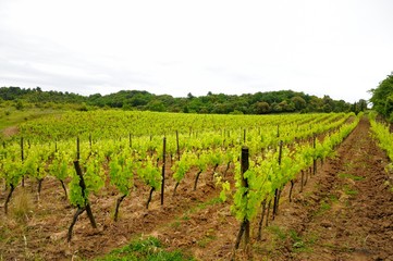 Fototapeta na wymiar Vineyard with a young vine.