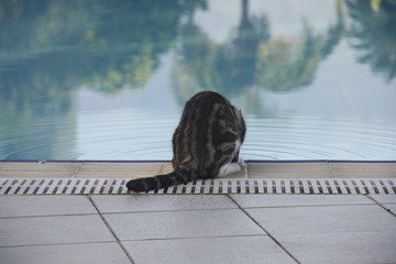 the cat sits near the pool
