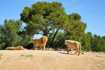 Lion and lioness. Sigean safari park, France.