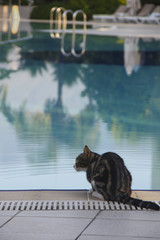 the cat sits near the pool