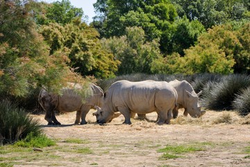 White rhinoceroses. Sigean safari park, France.