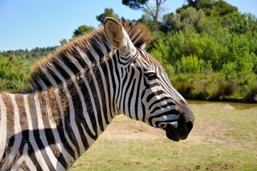 Zebra. Sigean safari park, France