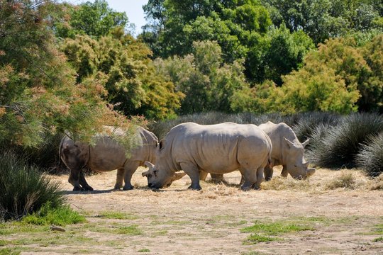 White rhinoceroses. Sigean safari park, France.