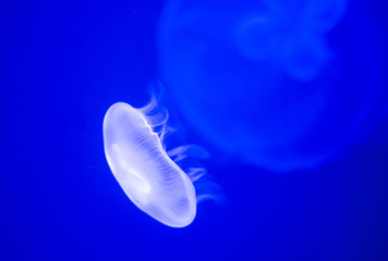the jellyfish is moving in blue water
