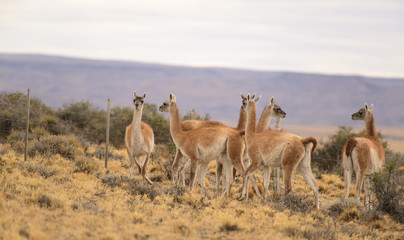 Guanacos in Patagonia