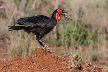 Southern ground-hornbill on an anthill in Krugerpark in South Africa