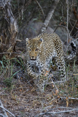 Leopard walking in the bush of Sabi Sands Private Game Resleopard, africa, south, walking, nature, panthera, pardus, cat, predator, park, female, wierve a part of Greater Kruger Region in South Africa
