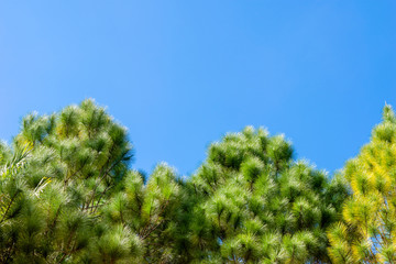 treetop  of Pinus merkusii tree in blue sky background with sunlight. copy space for graphic designer.