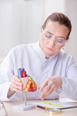 Doctor lecturer explaining various parts of heart